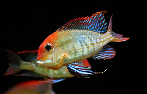 Geophagus Tapajos, American Cichlid, South American Cichlids, Tropical Freshwater Fish, Beautiful Sea Creatures, Aquatic Animals, Fresh Water Tank, Beautiful Fish, Freshwater Fish