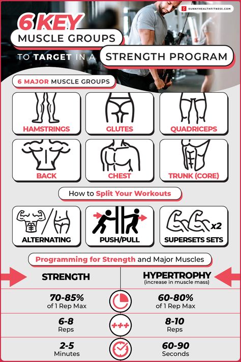 Muscle Groups To Workout, Major Muscle Groups, Benefits Of Strength Training, Muscle Hypertrophy, Strength Program, Dynamic Warm Up, Endurance Training, Major Muscles, Health And Fitness Articles