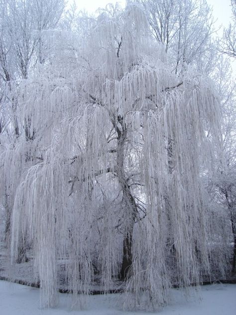 Weeping Willow Covered In Snow. Willow Tree Art, Weeping Willow Tree, Snow Covered Trees, Winter Szenen, Weeping Willow, Tree Photography, Winter Scenery, Winter Magic, Winter Beauty