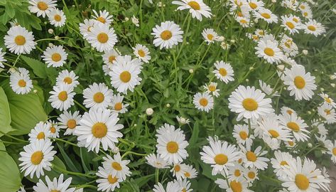 If you enjoy ending your day with a soothing cup of chamomile tea to help you relax, you’ll love the convenience of homegrown chamomile. Easy to grow, harvest, and use, chamomile looks lovely planted among veggies in the garden, tucked into raised beds filled with herbs, or added to a pretty container on your patio or balcony. Chamomile Essential Oil Benefits, Plant Chamomile, Grow Chamomile, Bonnie Plants, Growing Okra, Chamomile Growing, Chamomile Plant, Growing Pineapple, Growing Corn