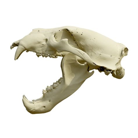 Polar bear skull 3D models download,and view in VisionPro, Meta Quest - Freecreat Bear Skull Drawing, Skulls Reference, Polar Bear Skull, Carnivorous Animals, Bear Skull, Apple Vision Pro, Bison Skull, Skull Reference, Head Anatomy