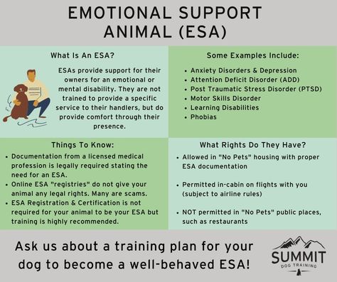 All About Support Dogs - Emotional Support, Service Animals, & Therapy Dogs Service Dog Training, Emotional Support Dog, Working Dog, Emotional Support Animal, Support Dog, Work Friends, Puppy Chow, Ball Python, Human Relationship