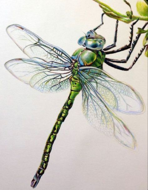 Emperor Dragonfly, Dragonfly Artwork, Dragonfly Images, Dragonfly Drawing, Dragonfly Painting, Dragonfly Tattoo Design, Watercolor Dragonfly, Dragonfly Wall Art, Bug Art