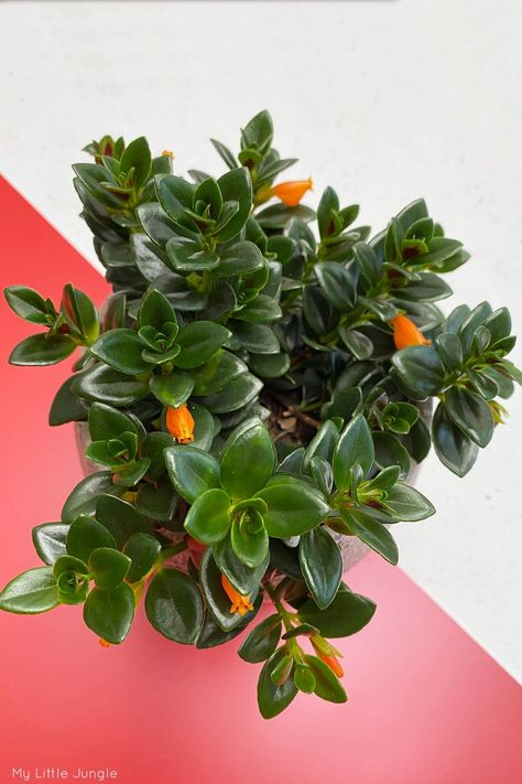 Nematanthus Gregarius Care - Goldfish Plant - My Little Jungle Black Goldfish Plant, Black Goldfish, Goldfish Plant, Gum Trees, Plant Care Houseplant, Indoor Plant Care, Plant Ideas, Hanging Pots, Garden Stuff