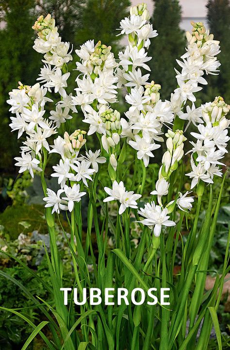 Plant Combos, Night Blooming Flowers, Floral Backgrounds, Fragrant Garden, Tiny White Flowers, Lily Bulbs, Gladioli, Plants Growing, Fragrant Plant