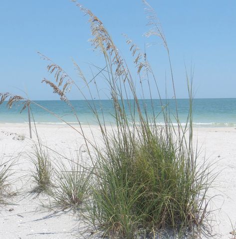 Sea Oats, Cover Up Tattoos, Oats, Florida, Google Search, Plants, Water