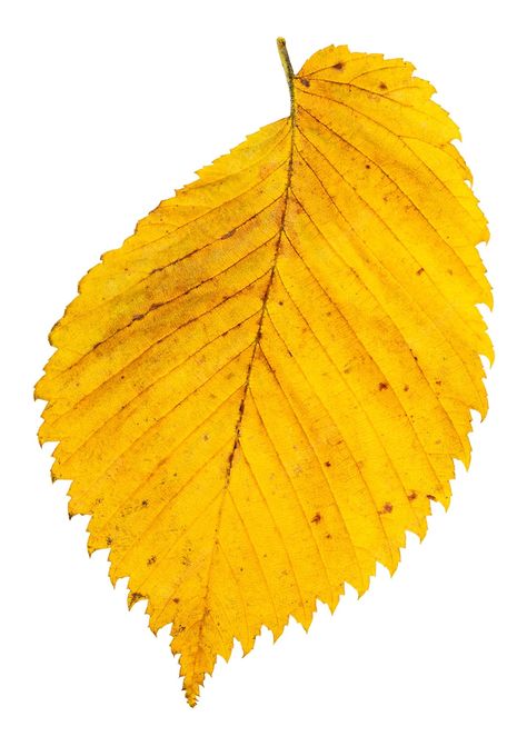 Premium Photo | Yellow autumn leaf of elm tree isolated on white Elm Leaf, Photo Yellow, Leaf Projects, Yellow Autumn, Elm Tree, Painting References, Yellow Leaf, Sketch Ideas, Fall Leaf