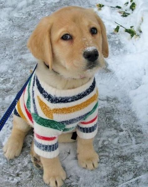 Puppy + sweater = Adorable! Winter Puppy, Golden Retriever Puppy, Retriever Puppy, Sweet Dogs, Blue Heeler, Cute Creatures, Animals Friends, Border Collie, I Love Dogs