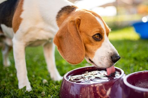 Dogs are notoriously bad at dissipating body heat. Watch for early signs of heatstroke (also known as hyperthermia) in your dog to avoid serious outcomes. What Is Heatstroke? When a dog’s internal body temperature goes above a normal temperature of 101.5 Fahrenheit (F), this is a fever and is called hyperthermia. When the body temperature is […] The post How Hot is Too Hot? Heatstroke in Dogs appeared first on American Kennel Club. Dog In Heat, Stainless Steel Dog Bowls, Dog Water Bowls, Healthy Dog Food Recipes, Dog Daycare, American Kennel Club, Beagle Dog, Dog Eating, Healthy Dogs