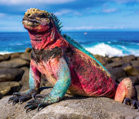 Galapagos Islands Animals, Weird Old Photos, Marine Iguana, Jungle Photography, Animal Reference, Galapagos Islands, Komodo, Reptiles And Amphibians, Lizards