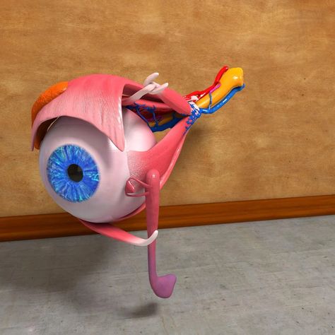 Csm Portfolio, Human Eye Anatomy, Human Muscles, Anatomy Muscles, Pure Mathematics, Human Body Science, Eye Model, 3d Anatomy, Body Science