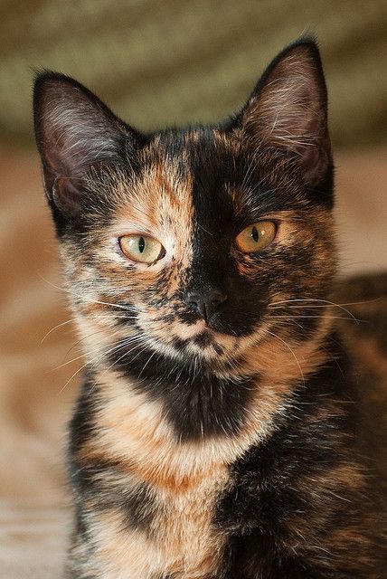 Tortoiseshell cat Tortoise Cat, Tortoise Shell Cat, Calico Cat, Domestic Cat, Cute Cats And Kittens, Warrior Cats, Pretty Cats, Beautiful Cats, Cat Life