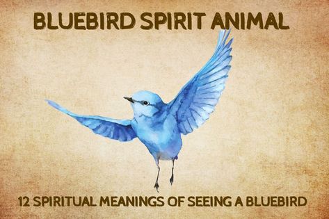 12 Spiritual Meanings Of Seeing A Bluebird Spirit Animal Quiz, Animal Quiz, Blue Feathers, Your Spirit Animal, Spirit World, Blue Birds, Spiritual Meaning, Spiritual Wisdom, Bluebird