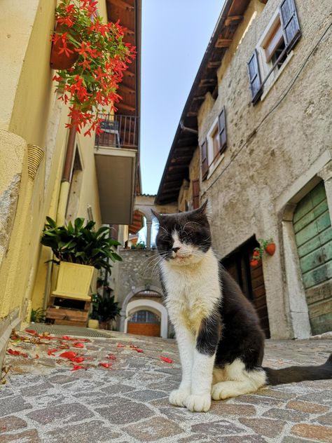 Came across this cat in a small street in Italy. Cats In Italy, Cats Funny Pictures, Small Street, Dog Poo, Street Cats, Italy Street, Italian Street, European Aesthetic, Stray Cats