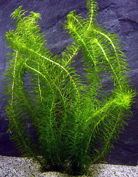 Aquascaping For Beginners: 11 Beautiful Aquatic Plants Aquarium Live Plants, Water Plants For Ponds, Aqua Plants, Nature Pond, Fish Ponds Backyard, Plants For Ponds, Aqua Garden, Water Terrarium, Freshwater Plants