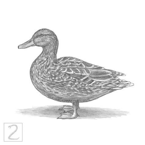 Drawing of a female mallard duck in graphite pencil Mallard Duck Drawing, Draw A Duck, Khaki Campbell Ducks, Animal Sketch, Big Birds, Duck Drawing, Norfolk Broads, Animal Drawing, Mallard Duck