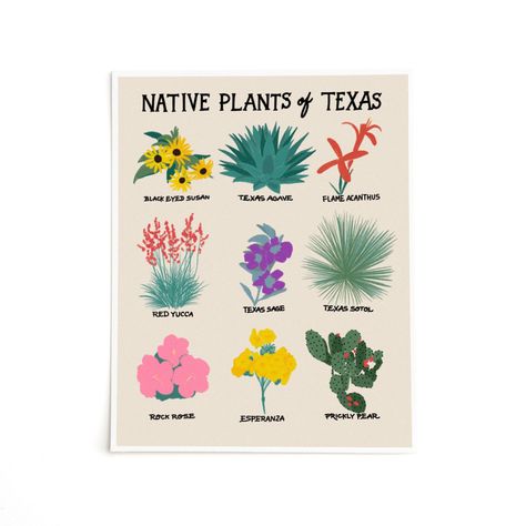 Native Texas Plants, Texas Sage, Texas Landscaping, Plants Drawing, Texas Print, Texas Plants, Texas Native Plants, Texas Western, Yucca Plant