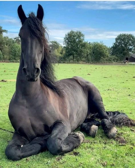 Scary Horse, Warlander Horse, Black Friesian Horse, Horses Funny, Animals Reference, Funny Horse Pictures, Shire Horse, Majestic Creatures, Funny Horses