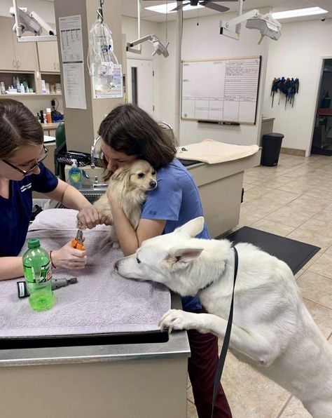 Veterinary Surgeon Aesthetic, Vetenarian Aesthetic, Veterinarian Aesthetic, Vet Aesthetic, Vet Pictures, Vet School Motivation, Vet Tech School, Vet Life, Vet Technician