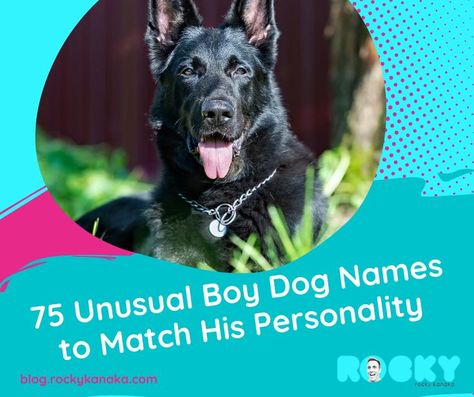 Fun Dog Names, Cute Boy Dog Names, Good Boy Dog Names, Funny Dog Names, Boy Dog Names, Names Boy, His Personality, Boy Dog, Dog Pin