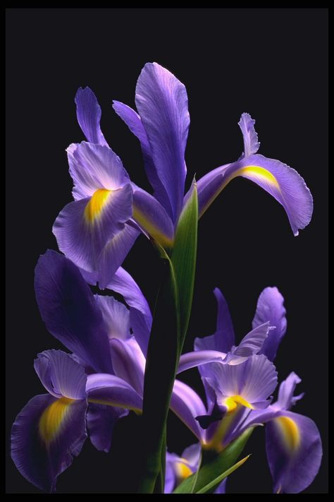 wild iris Personalized Office Supplies, Modern Office Supplies, Painting Trees, Wild Iris, Iris Painting, Strange Flowers, Flora Flowers, Iris Garden, Iris Flower