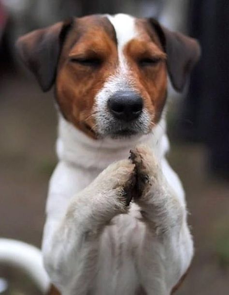 I pray to you o Lord for my masters to treat me kindly and I will eat wonderfully. Chien Jack Russel, Newborn Puppies, Jack Russell Dogs, Jack Russell Terriers, Jack Russells, Jack Russel, White Dog, Russell Terrier, Jack Russell Terrier