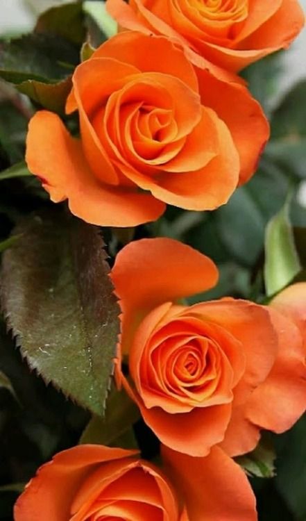 Rose Belle, Rose Flower Pictures, Rose Images, Rose Pictures, Amber Rose, Pretty Roses, Orange Roses, Beautiful Rose Flowers, Beautiful Flowers Pictures