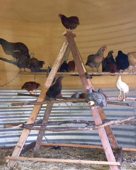 Chicken Teepee Roost, Roosting Ideas For Chickens, Chicken Roost Bars, Roost Bar Ideas, Chicken Coop Roosting Bars Ideas, Roost Bars For Chickens, Roosting Bars For Chickens Diy, Chicken Roost Diy, Silkie Roosting Bar