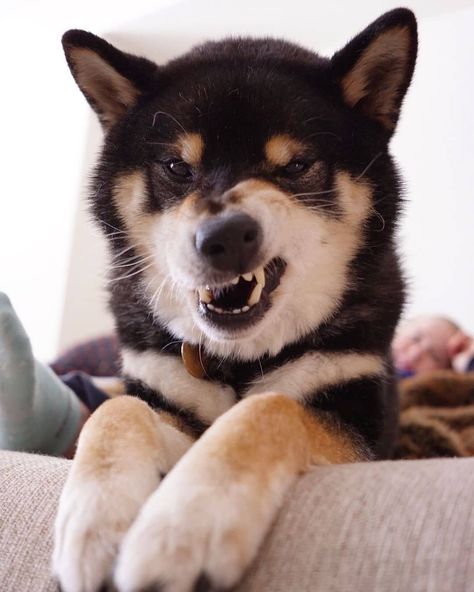 Shiba Funny, Shiba Inu Black And Tan, Puppies Husky, Silly Animal Pictures, Japanese Dog Breeds, Husky Pet, Tattoos Quotes, Riza Hawkeye, Quotes Celebrities