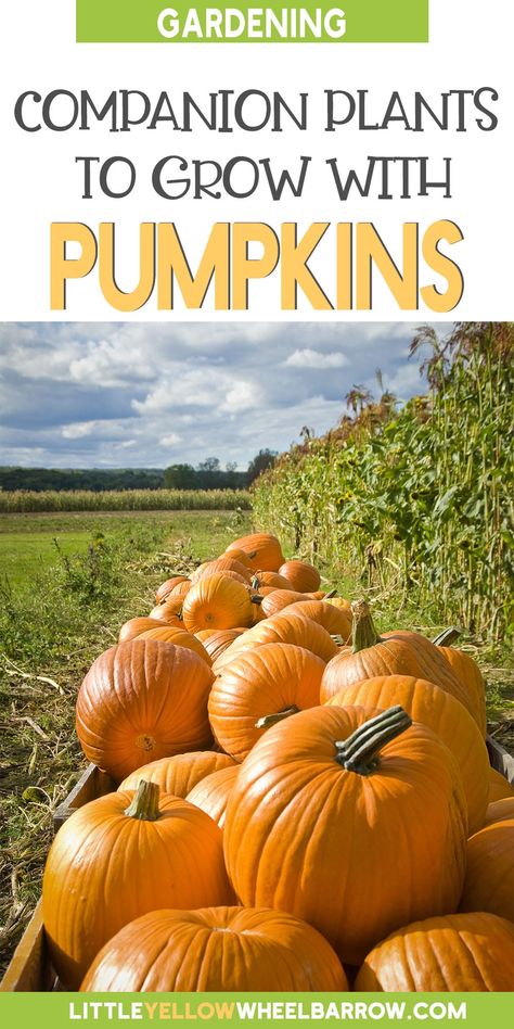 Companion Planting Pumpkin, Companion Plants For Pumpkins, Garden Pumpkin Patch, Starting A Pumpkin Patch, Growing A Pumpkin Patch, Pumpkin Companion Plants, Growing Pumpkins On A Trellis, Pumpkin Patch Garden Ideas, Home Pumpkin Patch Garden