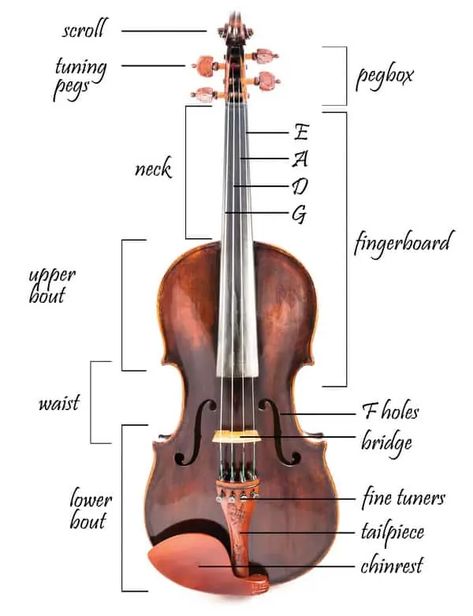 Violin Fingering Chart, Violin Photography, Viola Music, Violin Teaching, Fiddle Music, Violin Practice, Cool Violins, Music Theory Lessons, Violin Instrument