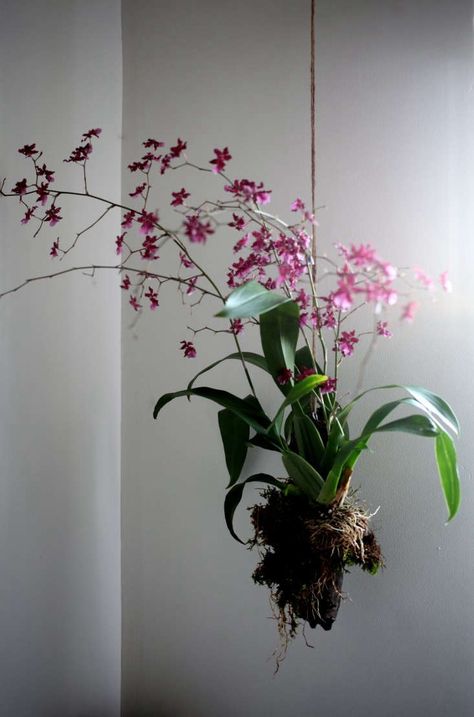 Hanging Orchid, Natural Insecticide, Types Of Orchids, Growing Orchids, Orchids Garden, Orchid Wedding, Plant Diseases, Orchid Care, Orchid Plants