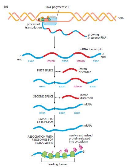 The processing of pre-mRNA👇 📎The processing of pre-mRNA is a crucial step in gene expression that occurs in eukaryotic cells before the mRNA molecule is ready to be translated into protein. Pre-mRNA is the initial transcript synthesized by RNA polymerase from a gene, which contains both exons (coding regions) and introns (non-coding regions). 📎Introns, the non-coding regions within the pre-mRNA, are removed through a process called splicing. The spliceosome, a complex of small nuclear ribo... Dna Transcription, Rna Polymerase, Cell Metabolism, Eukaryotic Cell, Gene Expression, Genetic Testing, Molecular Biology, Biochemistry, Genetic