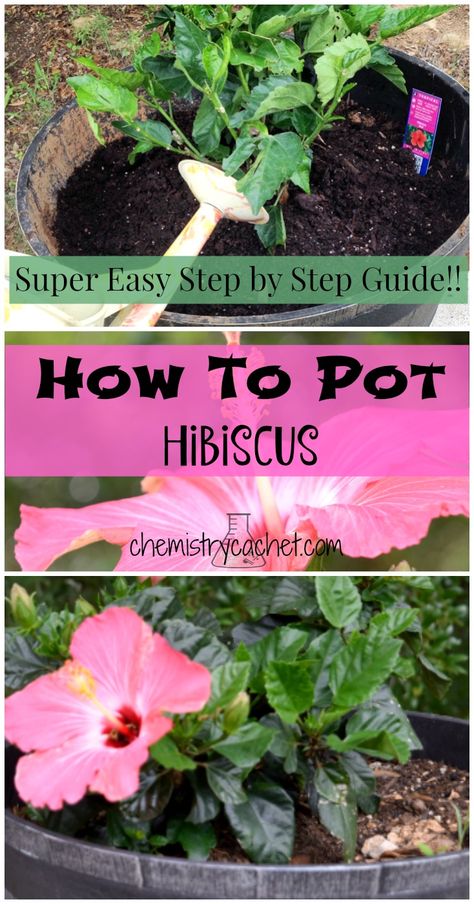 How to Pot Hibiscus with Step by Step Instructions Hibiscus Tree Care, Hibiscus Bush, Growing Hibiscus, Container Gardening Ideas, Hibiscus Tree, Hibiscus Garden, Hibiscus Plant, Drawing Simple, Hibiscus Flower