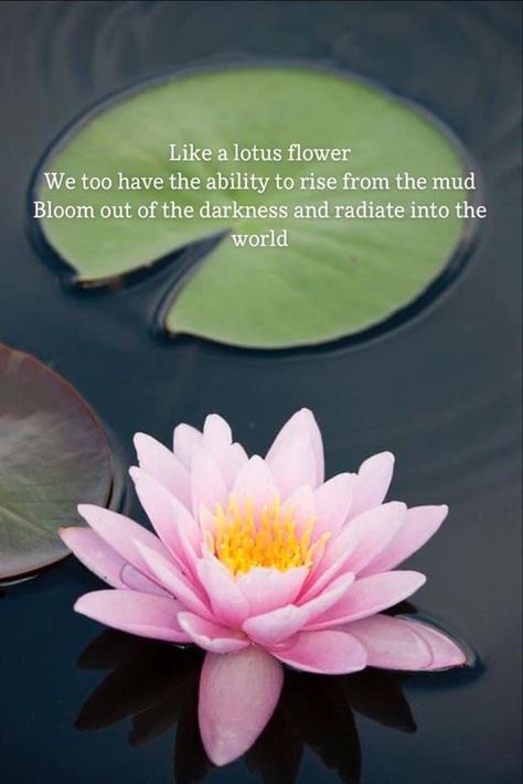 Lotus Flower Quote, Wise Quotes About Life, Meditation Images, Flower Quote, Healing Thoughts, Inspirational Qoutes, Positive Mantras, Best Positive Quotes, Water Lilly