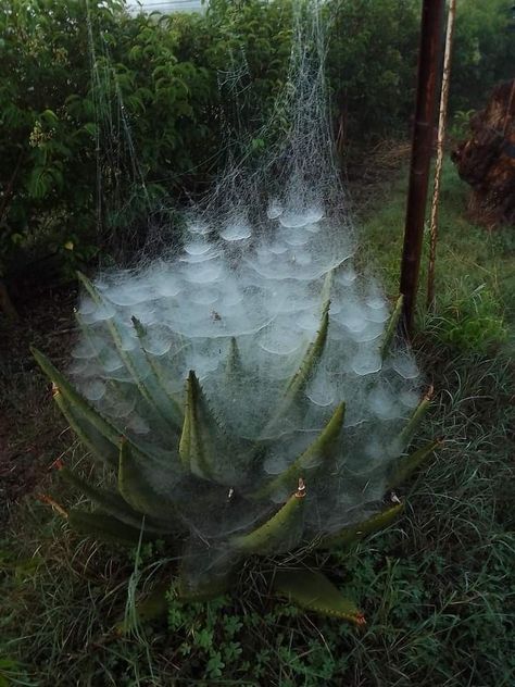 Wild Nature Aesthetic, Background Reference Photo, Foggy Aesthetic, Huge Spiders, 2160x3840 Wallpaper, Aloe Plant, Aloe Vera Plant, Spider Webs, Nature Aesthetic