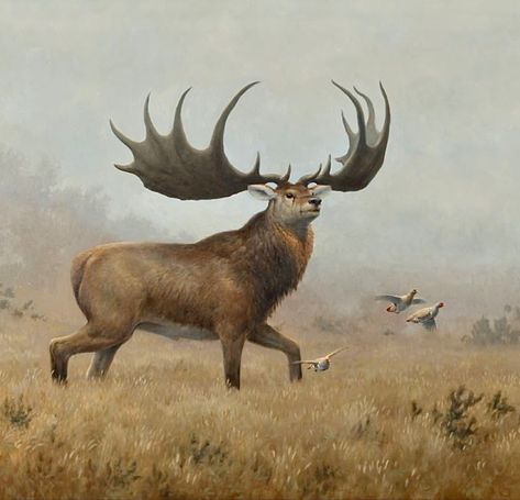 Megaloceros giganteus ranged across Eurasia from Ireland to China during the Pleistocene. Irish Animals, Megaloceros Giganteus, Irish Elk, Deer Species, Prehistoric Wildlife, Series Of Paintings, Wildlife Artwork, Paleo Art, Deer Art