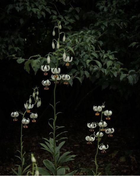 Martagon Lilies, Martagon Lily, Lily Photography, Botanical Photography, Goth Garden, Gothic Garden, Ivy House, Dark Flowers, Moon Garden