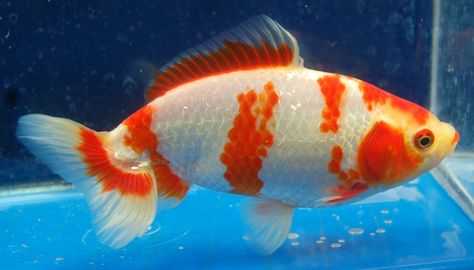 Goldfish -  fab Wakin side view Koi Side View, Koi Fish Side View, Fish Side View, White Goldfish, Crop Pics, Fish Sides, Edit Image, Pond Fish, Fauna Marina