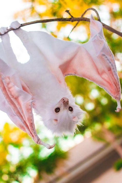 Albino Bat Aesthetic, Cute Bat Aesthetic, White Animal Aesthetic, Facts About Bats, Bat Pictures, Albino Bat, Honduran White Bat, Cute Animal Pfp, Bats Cute