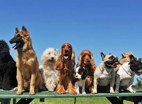 Most Popular Dog Names, Popular Dog Names, Family Friendly Dogs, Puppy Names, Shetland Sheepdog, Popular Dog, Dogs Of The World, Cocker Spaniel, Doberman