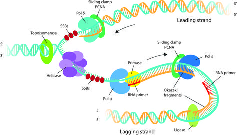 DNA replication - What Is Dna, Distance Time Graphs Worksheets, Dna Ligase, Dna Worksheet, The Cell Cycle, Character Trait Worksheets, Dna Polymerase, Prokaryotic Cell, Learn Biology