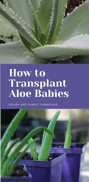 How To Transplant Aloe Vera Plant, Aloe Plant Care, Aloe Plants, Aloe Vera Benefits, Regenerative Agriculture, Indoor Herb, Plant Indoor, Garden Growing, Brown Spots Removal