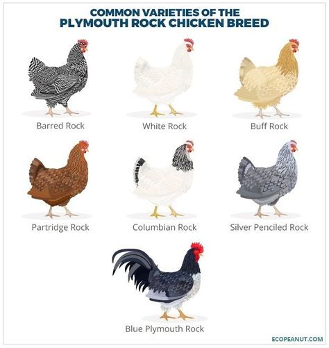 COMMON VARIETIES OF THE PLYMOUTH ROCK CHICKEN BREED White Rock Chicken, Chicken Kisses, Barred Plymouth Rock Chickens, Pet Chickens Breeds, Barred Rock Chickens, Poultry Farm Design, Farm Pets, Farm Animal Decor, Plymouth Rock Chicken