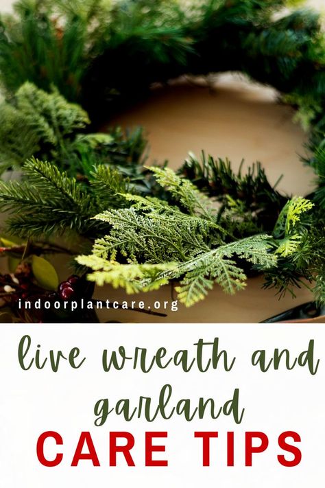 Learn how to care for live greenery like wreaths and garlands with these live wreath plant care tips for the holidays. With these tricks, you can keep your live wreaths and garlands alive all season long. #indoorgardening #christmas #holiday Real Wreaths Christmas, Live Christmas Wreaths Diy, Diy Live Wreath Christmas, Live Wreaths Christmas, Live Wreaths, Live Christmas Wreaths, Real Christmas Wreaths, Live Wreath, Queen Energy