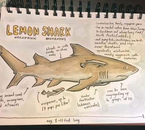 Shark Drawing Reference, Shark Tiktok, Marine Biology Drawings, Lemon Shark Drawing, Drawing Ideas Ocean, This User Is, Sharks Drawing, Drawing Lemon, Shark Sketch