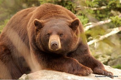 Go bears! Man saved by momma bear when attacked by mountain lion (he accidentally got in between a stand-off between the bear and the lion) Kermode Bear, Cinnamon Bear, Spectacled Bear, Bear Species, Kodiak Bear, Cinnamon Bears, American Black Bear, Sloth Bear, Giant Animals