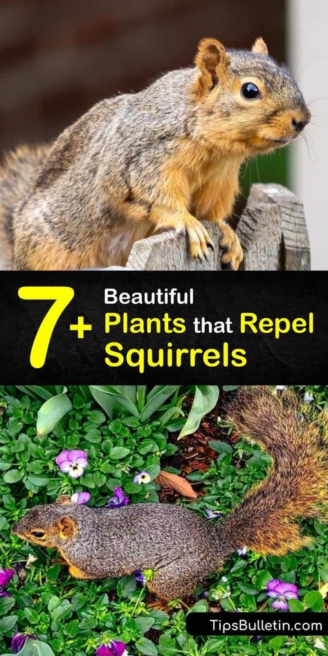 Repel Squirrels, Squirrel Proof Garden, Squirrel Repellant, Squirrel Repellent, Get Rid Of Squirrels, Mole Repellent, Squirrel Proof Bird Feeders, Peppermint Plants, Hyacinth Flowers