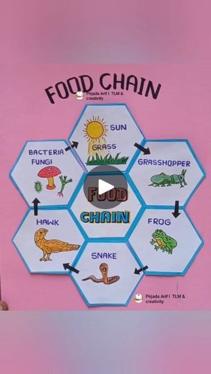 Food Chain Drawing, Food Chain Project, Science Art Drawings, Chain Drawing, Project Science, Holiday Homework, Food Project, Food Chains, Science Project