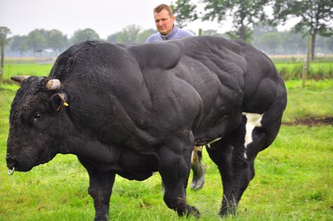 Belgian Blue Cattle, Belgian Blue, Study Tour, African Buffalo, Bull Cow, Blue Cow, Animal Agriculture, Cattle Breeds, Beef Cattle